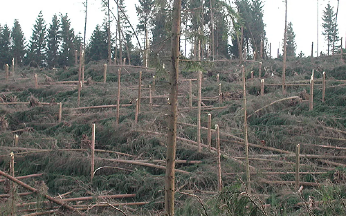 Bedrohte Wälder: Nach dem Sturm kommt der Käfer