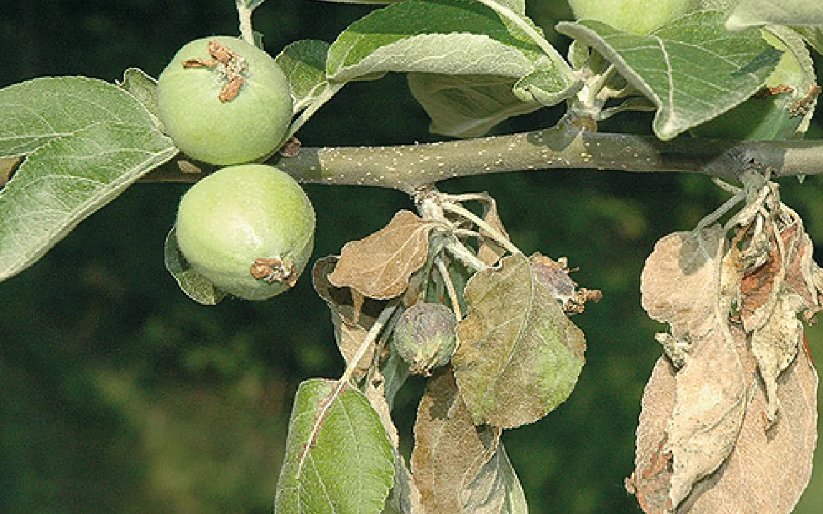 Feuerbrand in der Schweiz - Obstanbauer fürchten um ihre Zukunft