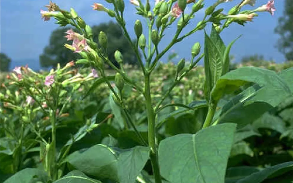 Ganz schön anspruchsvoll: Tabak als Kulturpflanze 