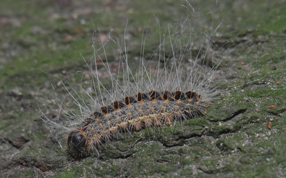 Eichenprozessionsspinner – auch im Herbst ein Thema