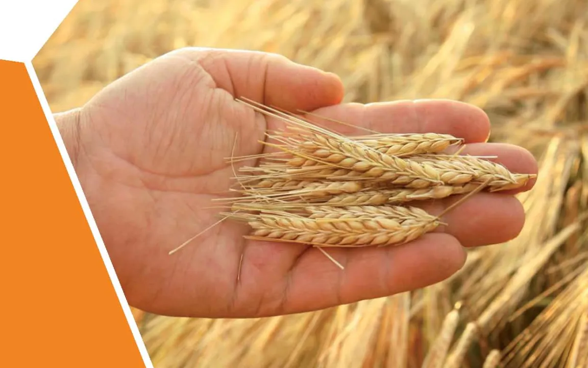 Pflanzenschutz in der Schule