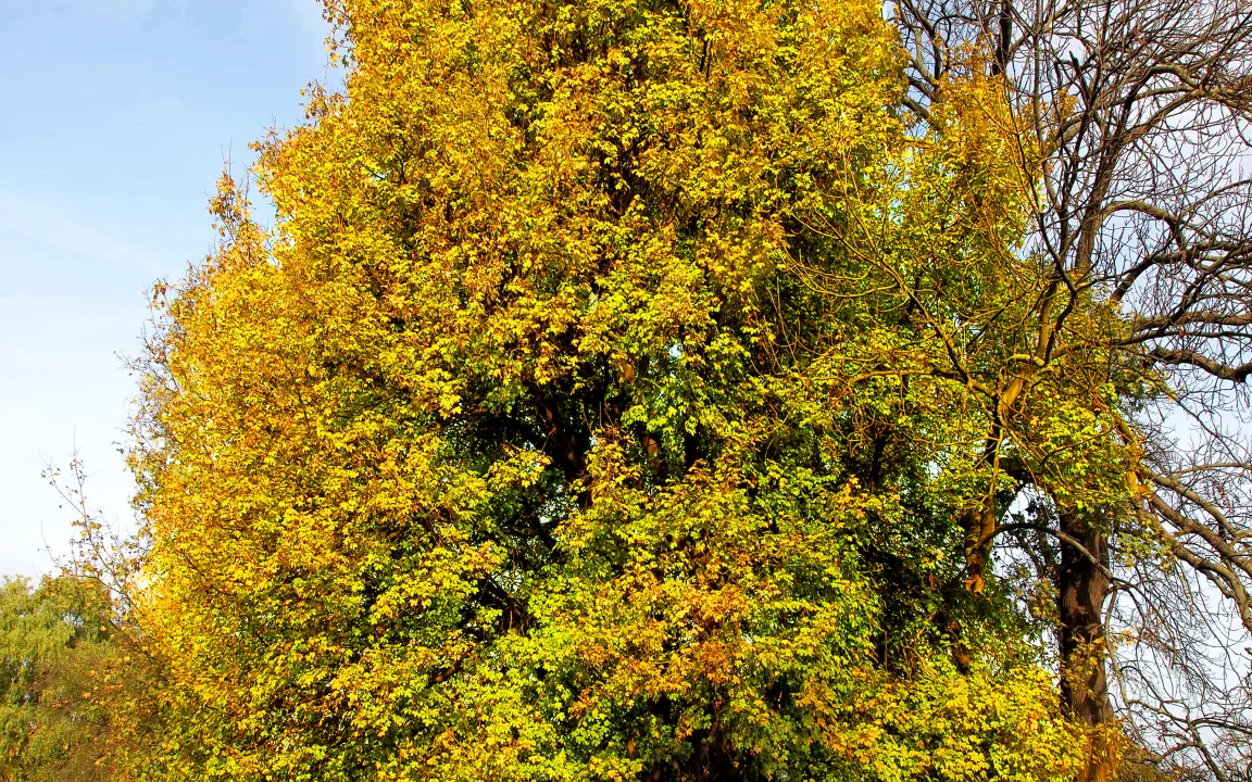 Der Feldahorn ist der Baum des Jahres 2015