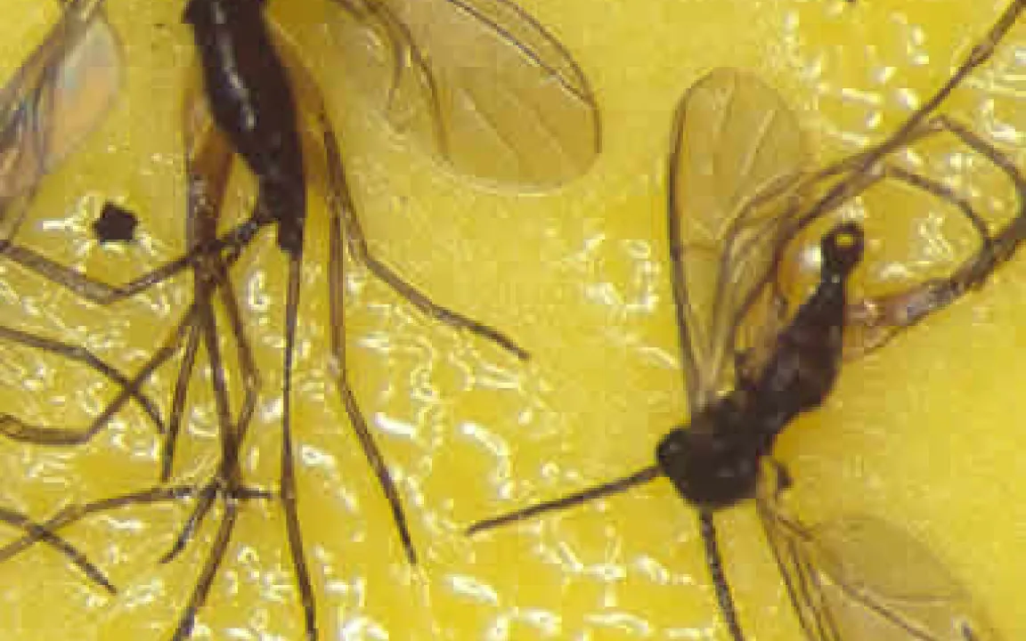 In Massen lästig: Die Trauermücke 