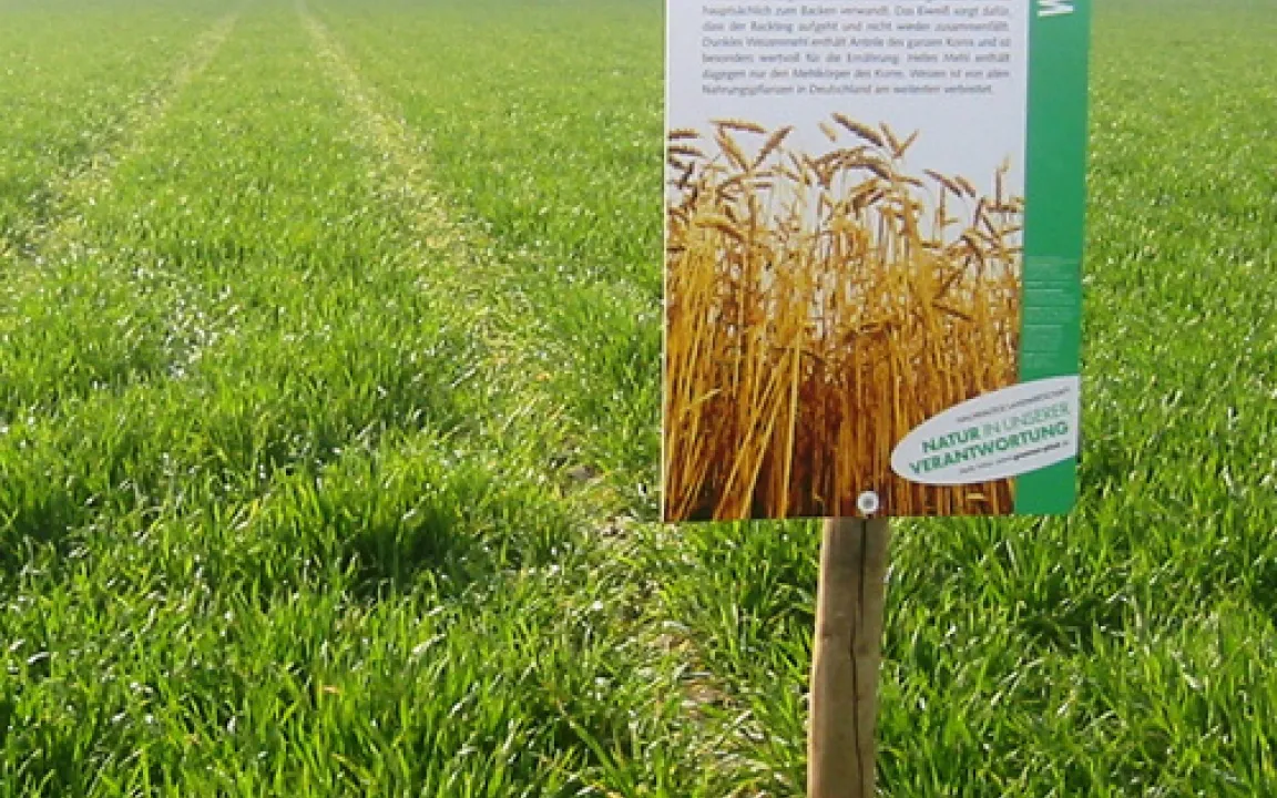 Weizen: Einknicken kommt nicht in Frage!