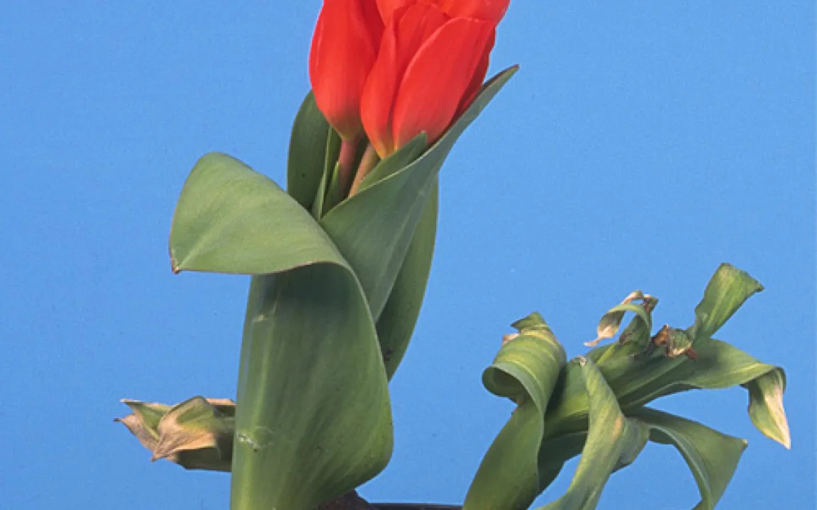 Fadenwürmer – schädliche Begleiter von Pflanze, Tier und Mensch