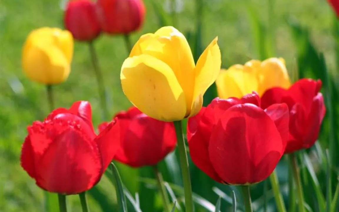 Vorsicht vor Tulpen-Feuer