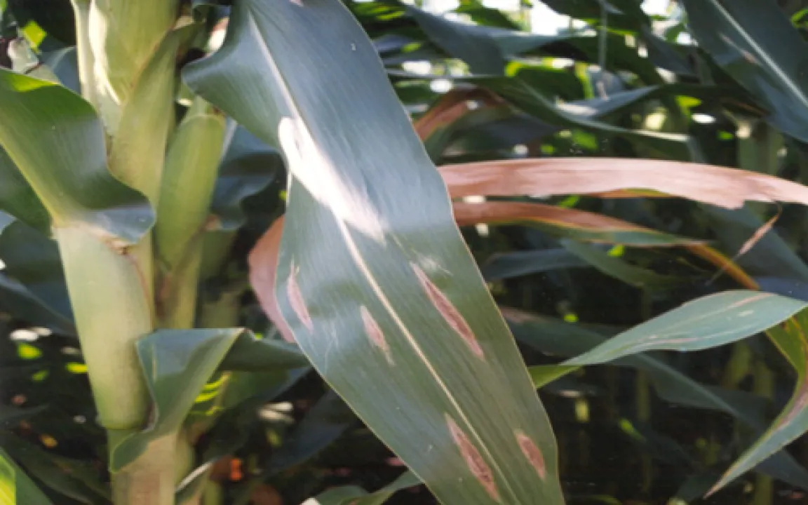 Blattfleckenkrankheit macht Mais zu schaffen