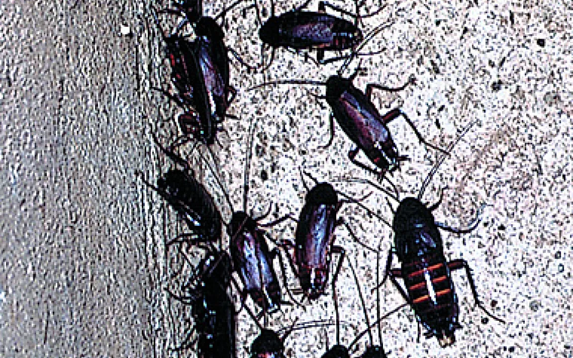 Wir leben mit Kakerlaken 