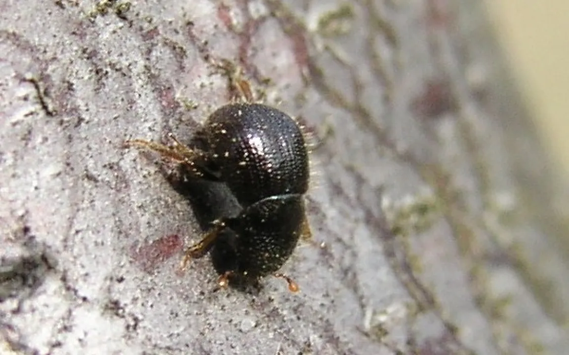Der Ungleiche Holzbohrer – ein Käfer an vielen Baumarten