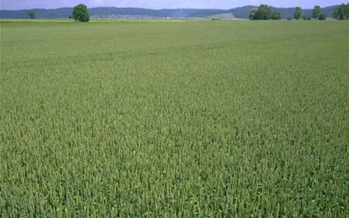 „Blattdürre“ bedroht Weizenfelder