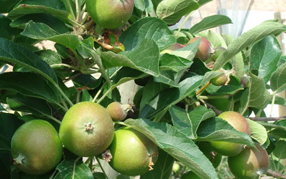 Ein Apfelbaum erzählt: Jagd auf die Rote Spinne