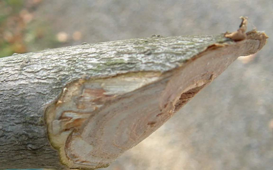 Viele winzige Käfer sind der Ulmen Tod 