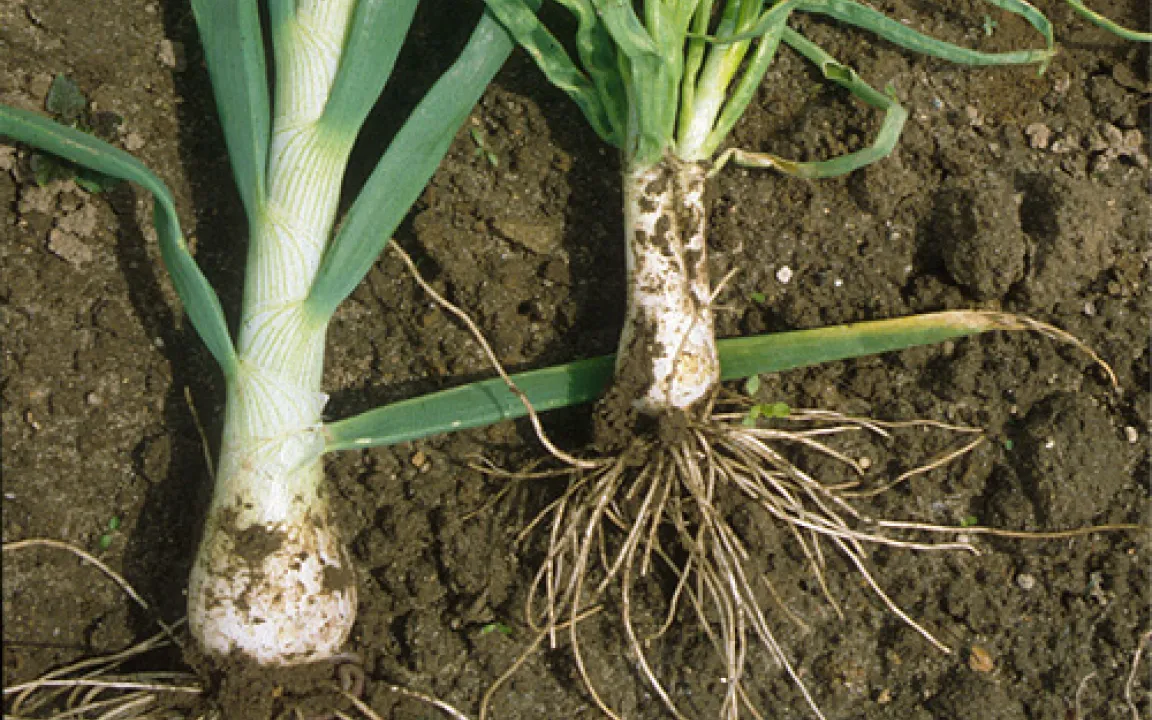 Vorsicht Pflanzenviren – und ihre Überträger! 