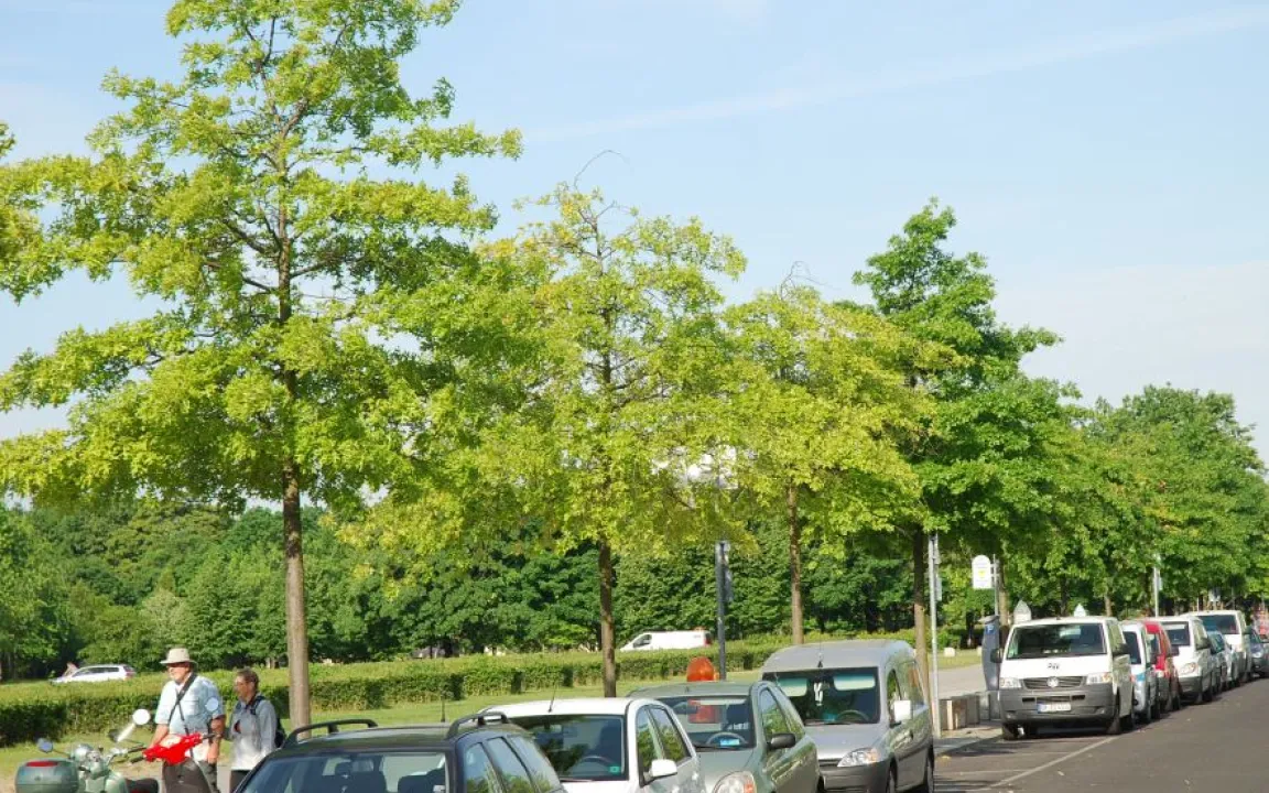 Impfung macht Stadtbäume stark