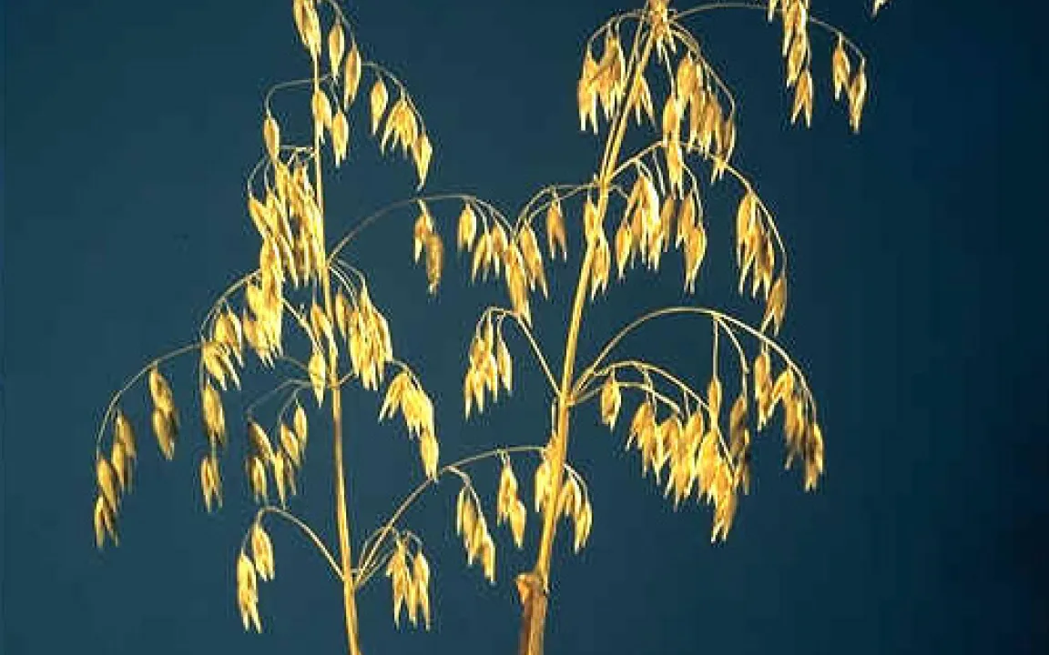 Verpilzter Futterhafer gefährdet die Gesundheit von Pferden