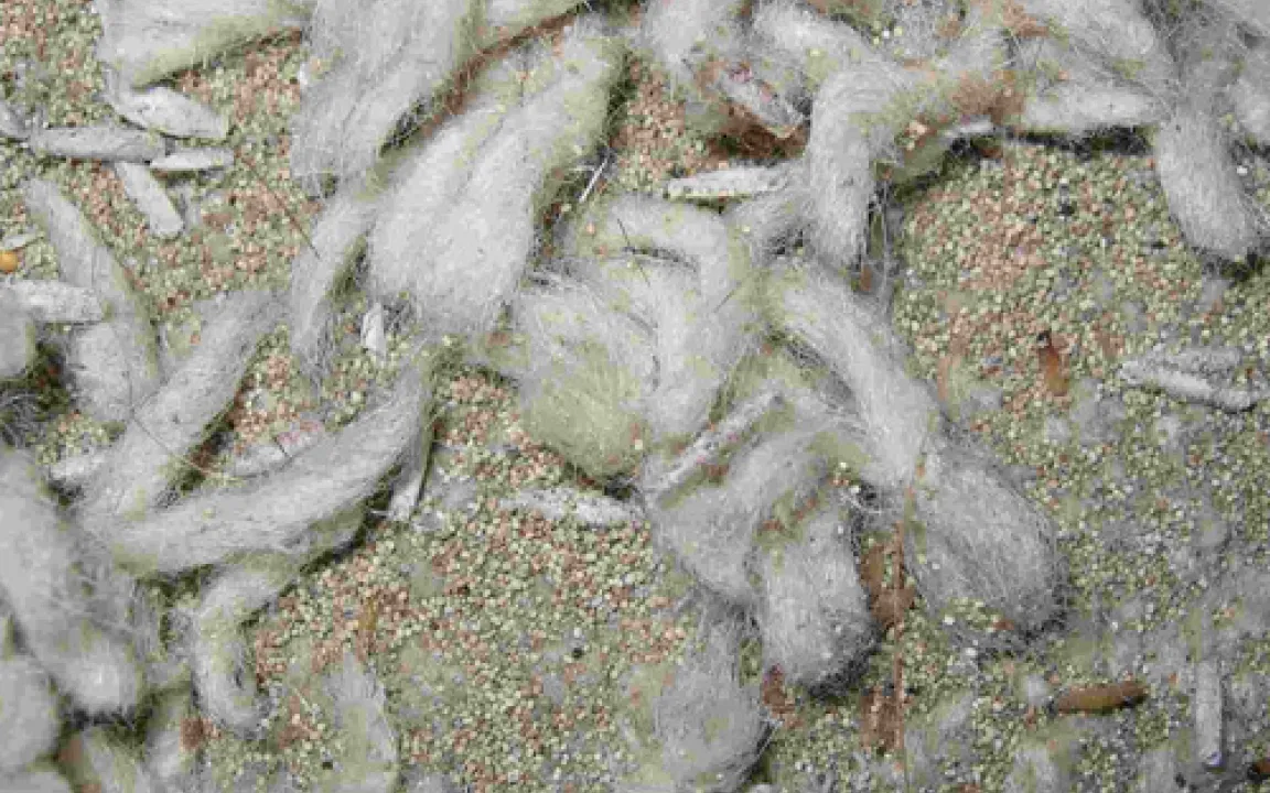 Mottenalarm – nicht nur im Kleiderschrank 