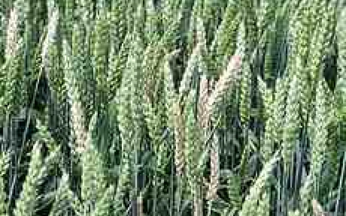 Pilze können giftig sein - Schimmelpilzgifte nicht unterschätzen 