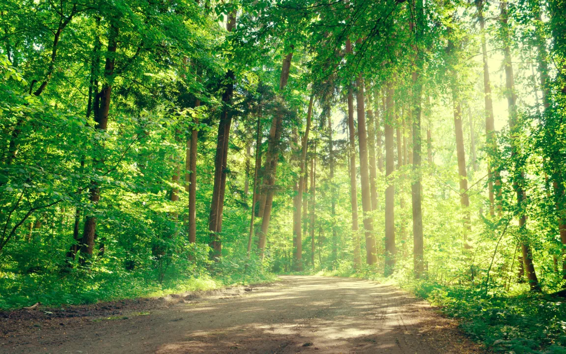 Klimaschützer, Rohstofflieferant und Erholungsraum – der Wald verdient mehr Beachtung