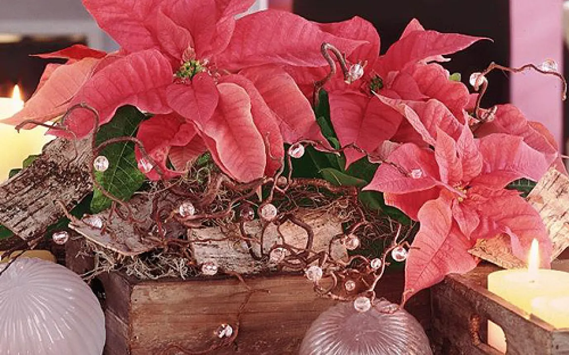  Hollywood-Star in Deutschland: Der Weihnachtsstern 