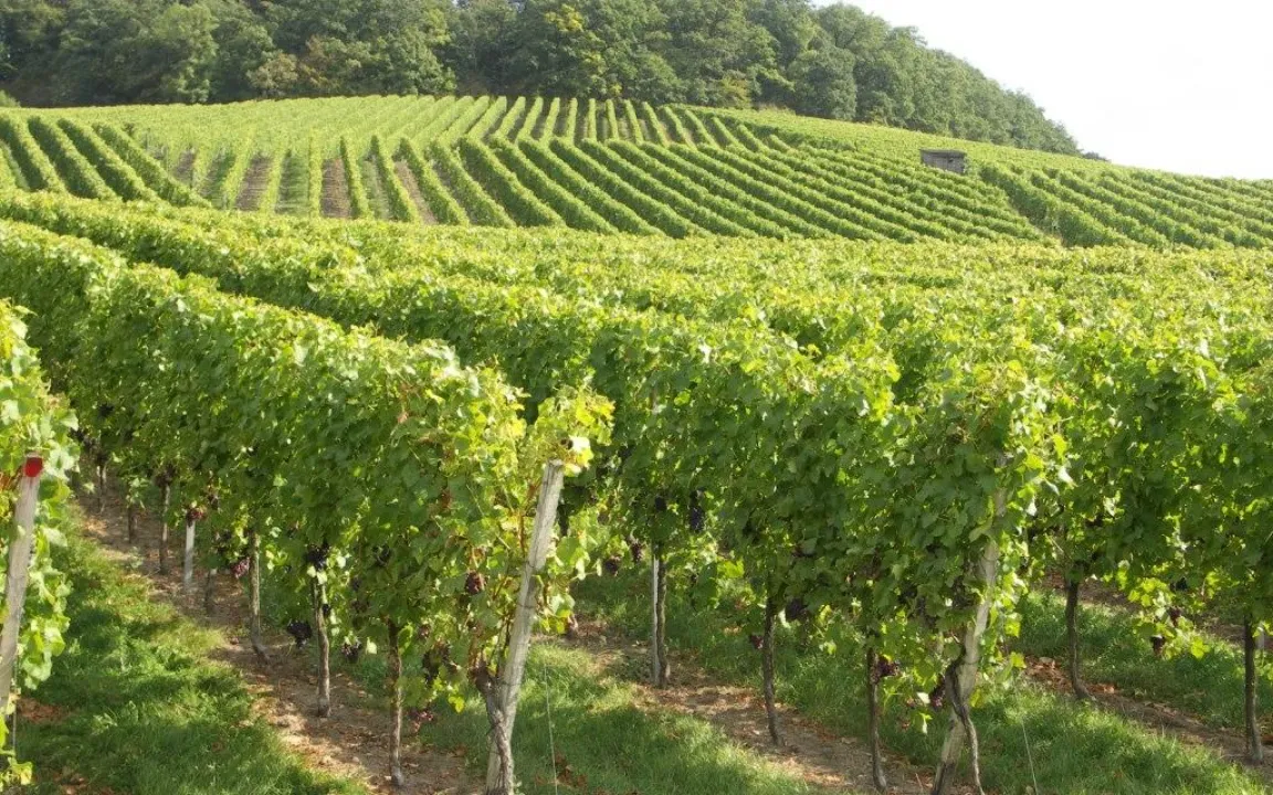 Kupfer unter Beobachtung