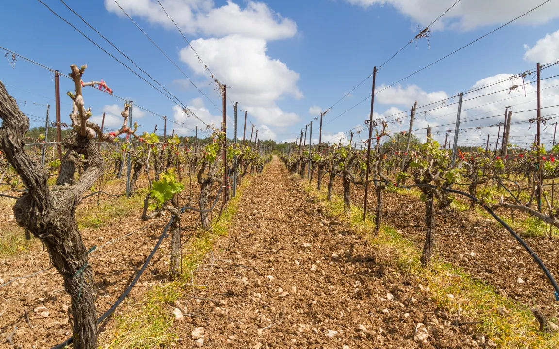 Minimalschnitt im Spalier – eine neue Form der Reberziehung
