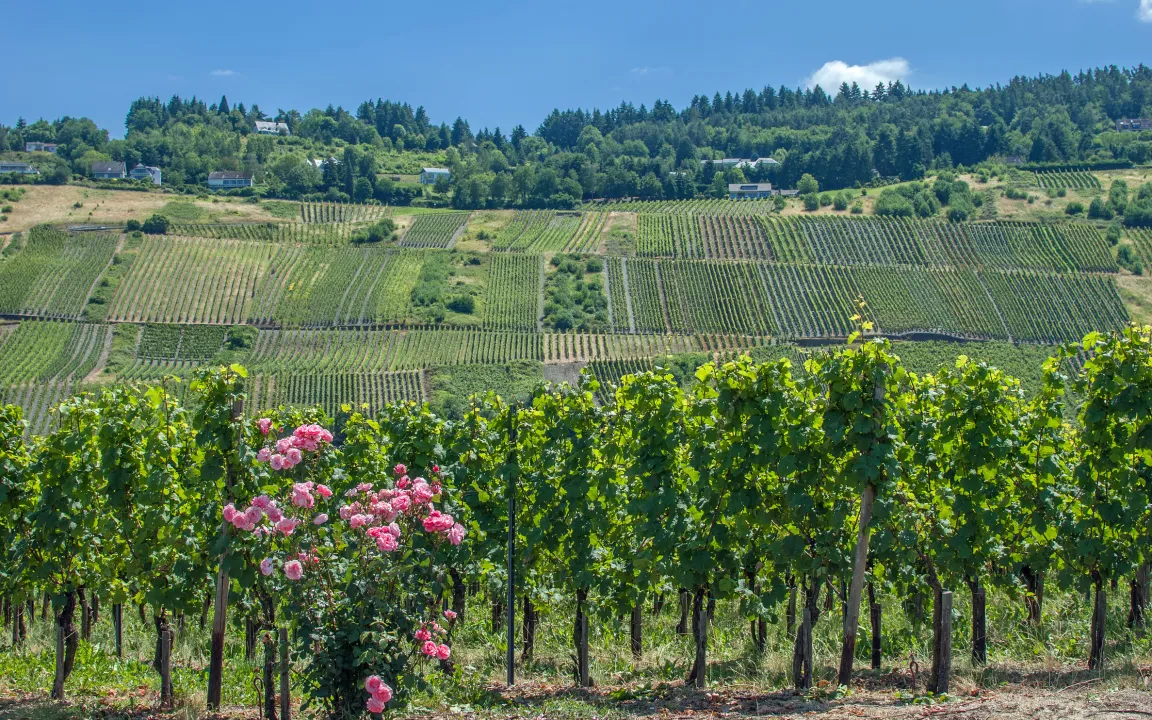 Weinbau und Biodiversität, eine gute Verbindung