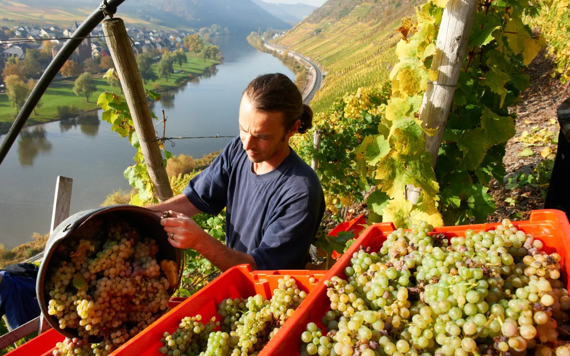 Geschliffene Weinsäure und vornehme Eleganz