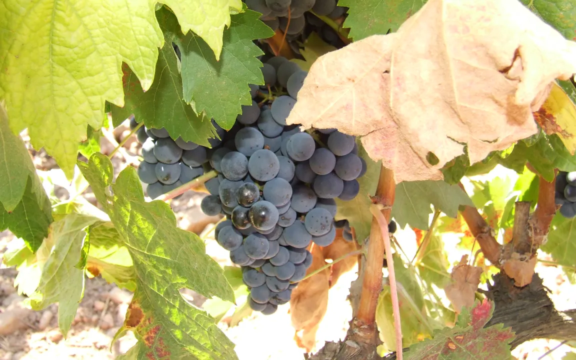 Weniger Pflanzenschutzmittel-Rückstände an Weintrauben