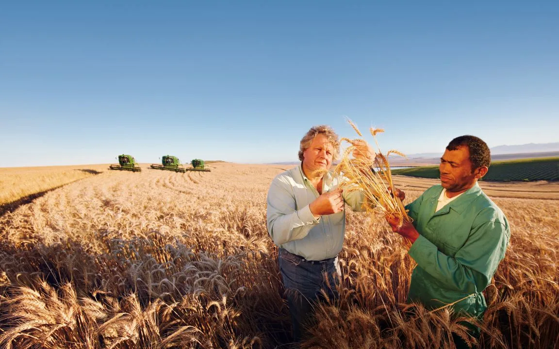 Weizenanbau: Erträge stagnieren, Bedarf wächst