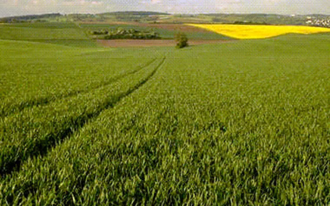 Reiche Energieernte mit Pflanzenschutz und Düngung