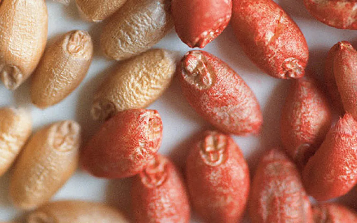 Institut Fresenius: Risiken durch Mykotoxine