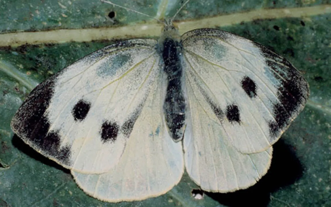 Vorfahrt für Unkräuter und Schädlinge?