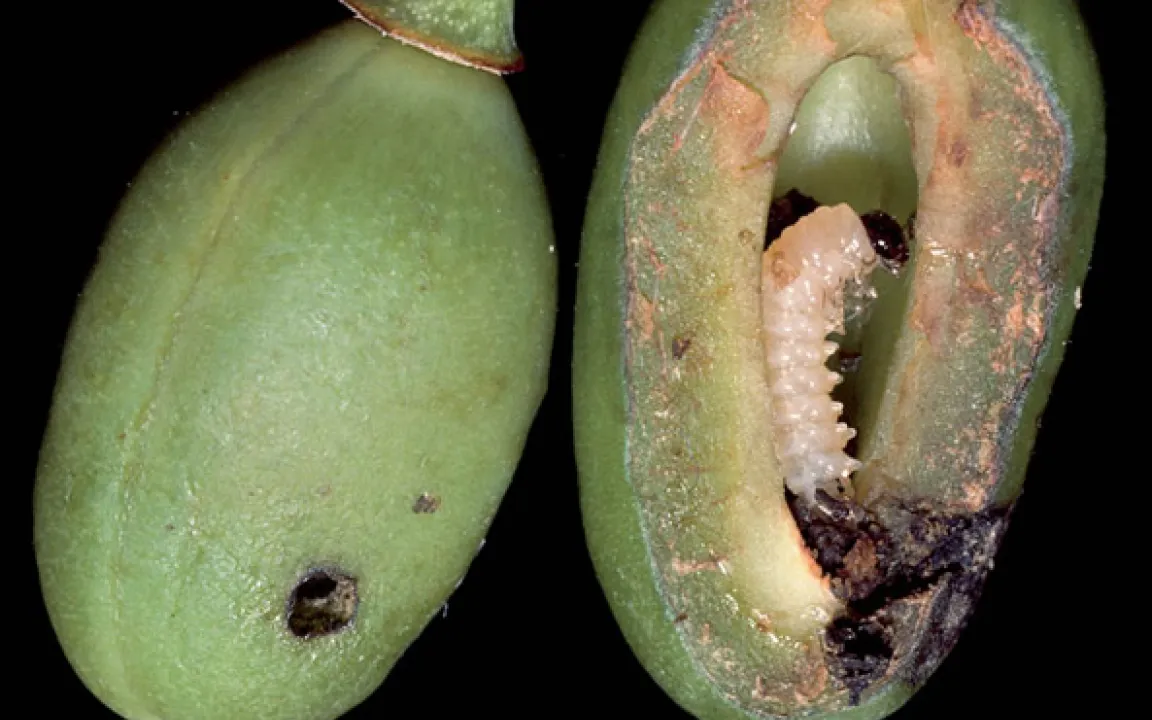 Befall von Pflaumensägewespen eindämmen 