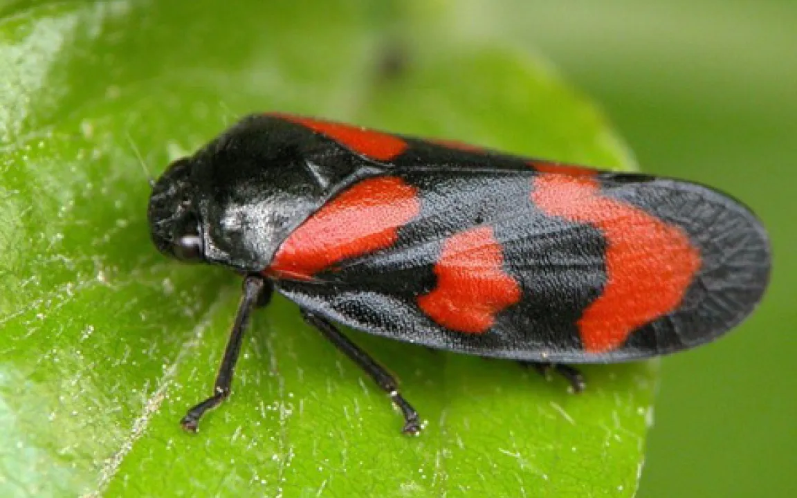 Zikade wirbt um Sympathie für Insekten