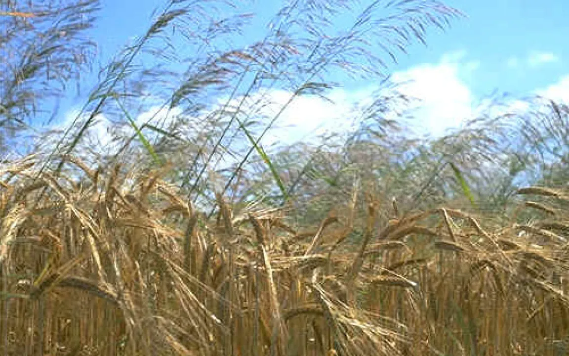 Zahlen, Daten, Fakten 5/05