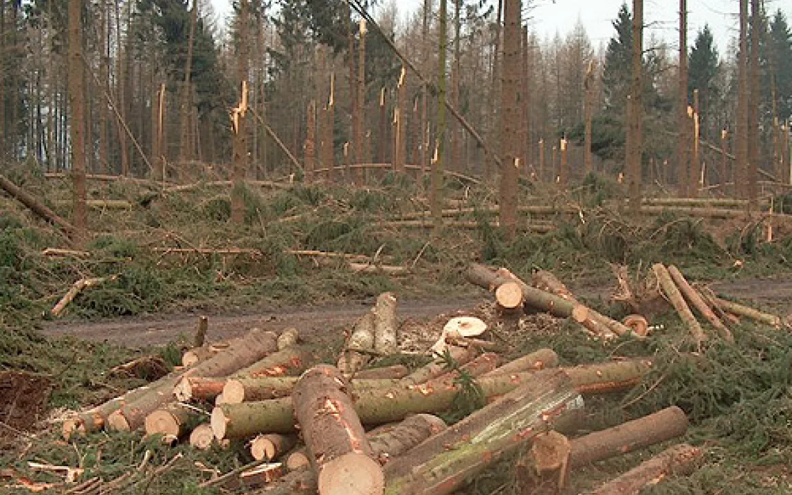 Der Wald kennt keine Winterpause