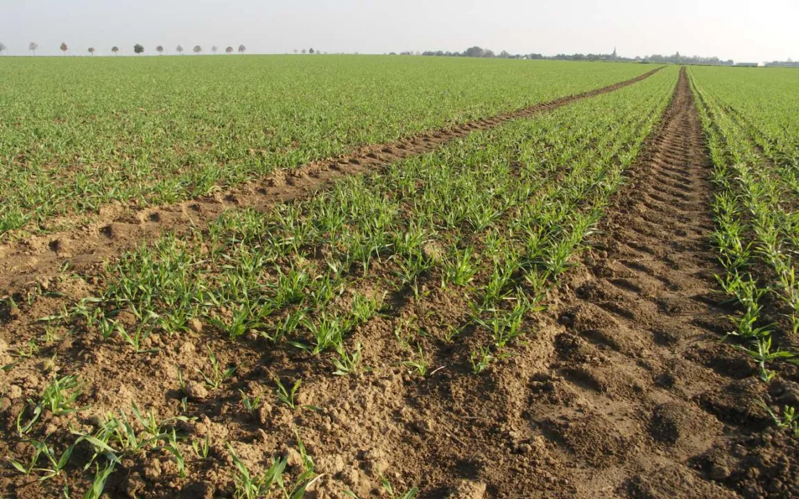 Beizmittel schützen junge Saat von Anfang an