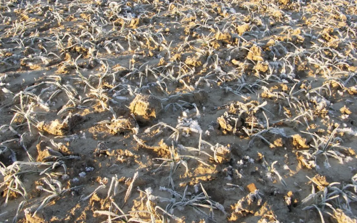 Klirrende Kälte kann Frostschäden in der Landwirtschft verursachen
