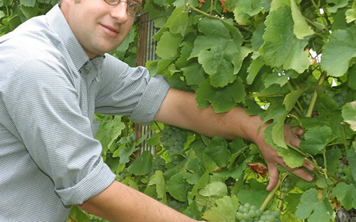 Ein gutes Weinjahr – trotz Mehltau
