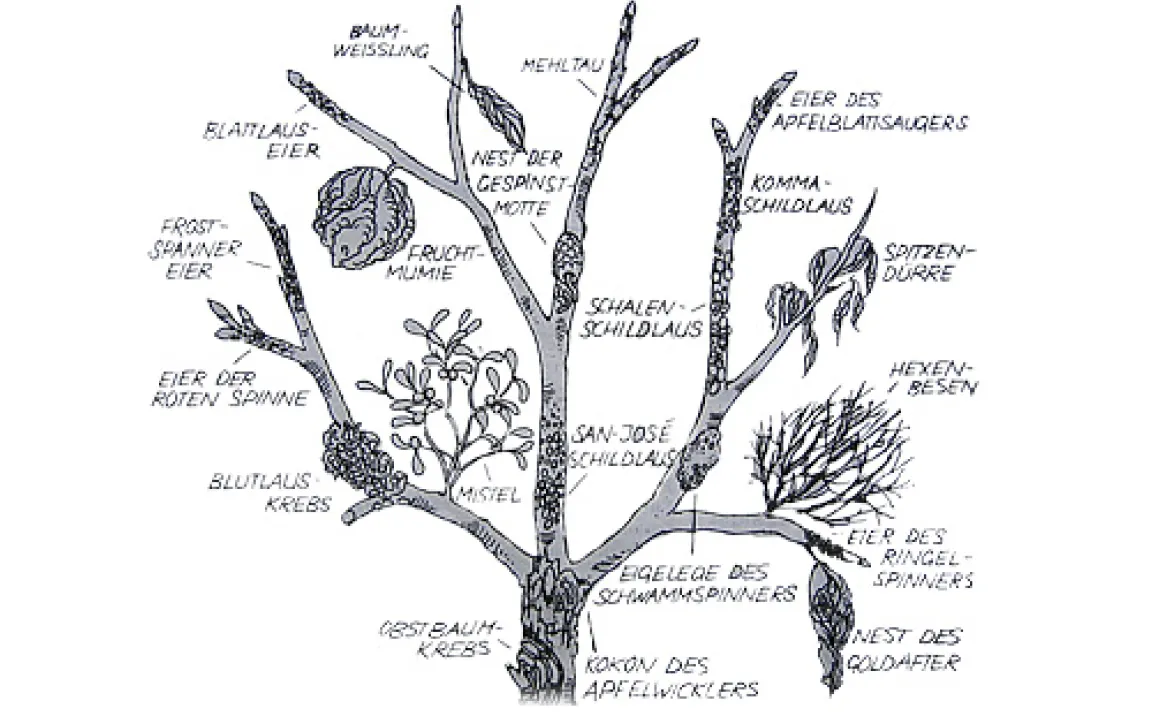 Fruchtmumien und Hexenbesen: Wo Schädlinge an Obstbäumen überwintern 