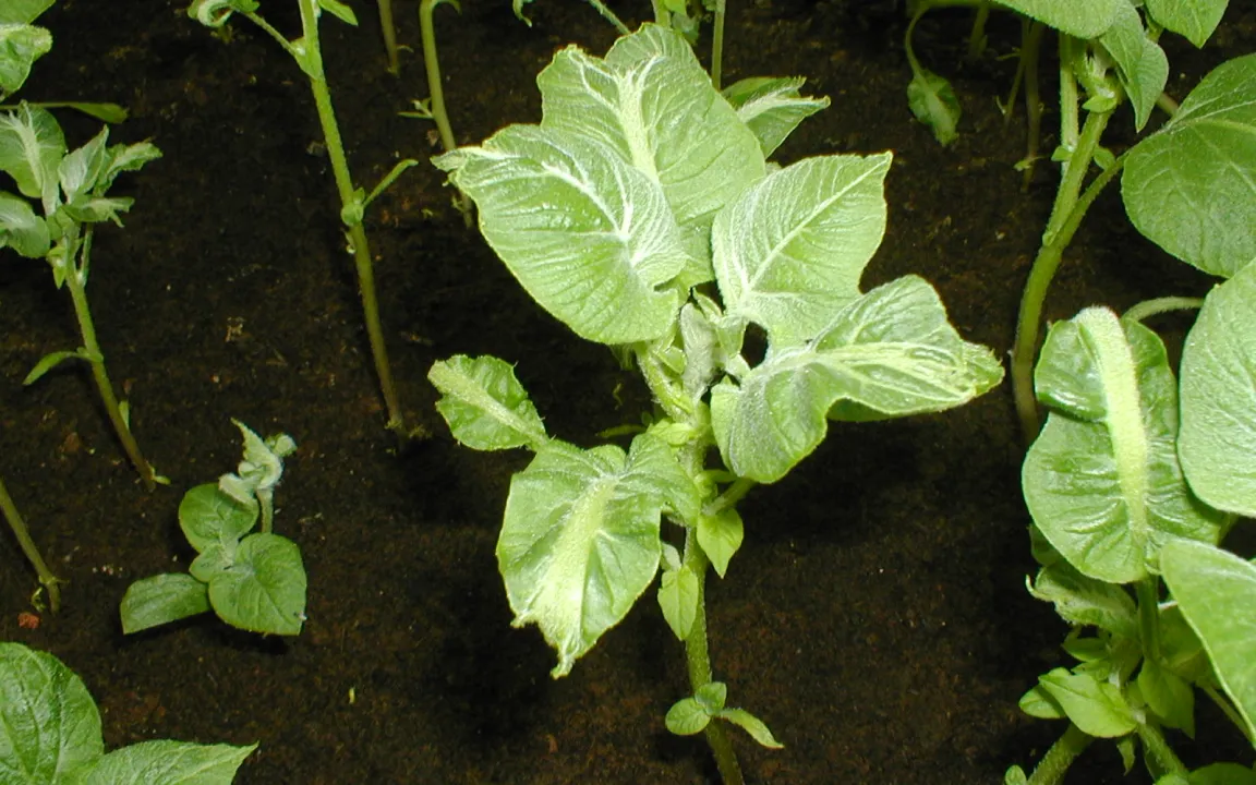 Die Höhen und Tiefen des Kartoffeljahres 2011/12