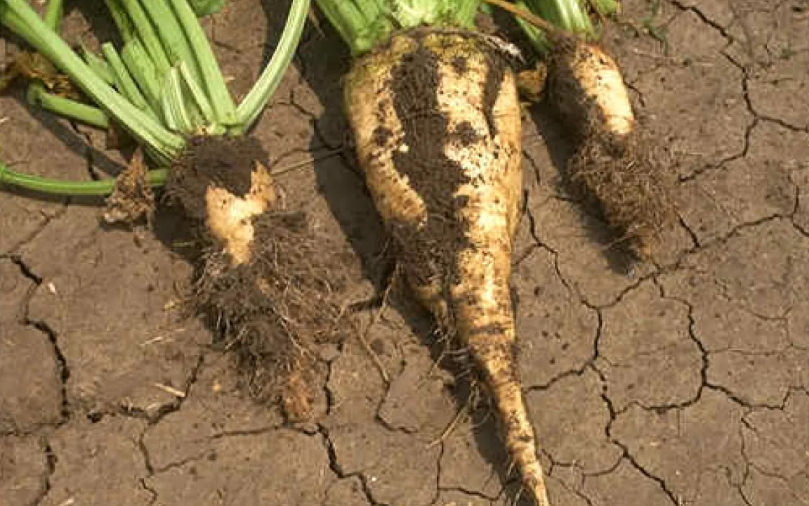 Rüben mit Bart sind nicht erwünscht 