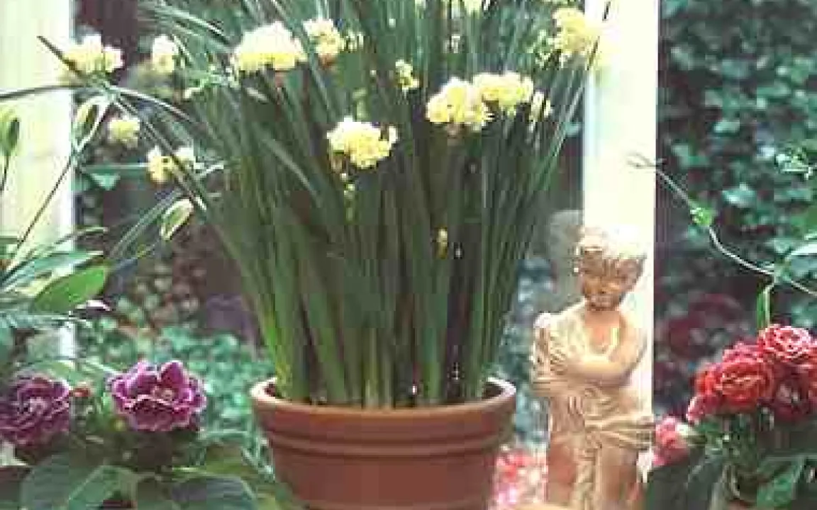 Gärtner besorgt um Pflanzenschutz 