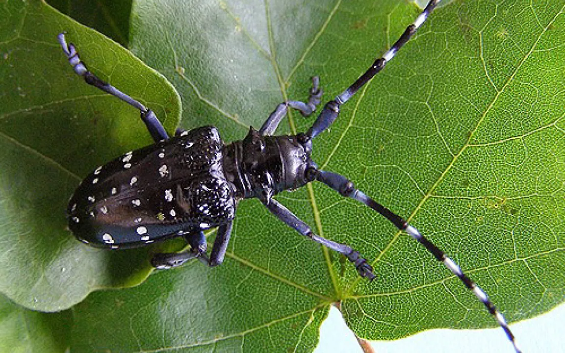 Vor dem Zitrusbockkäfer wird gewarnt 