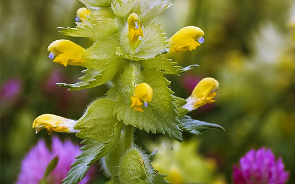 Der Klappertopf – ein hübscher Halbschmarotzer auf Wiesen und Äckern 