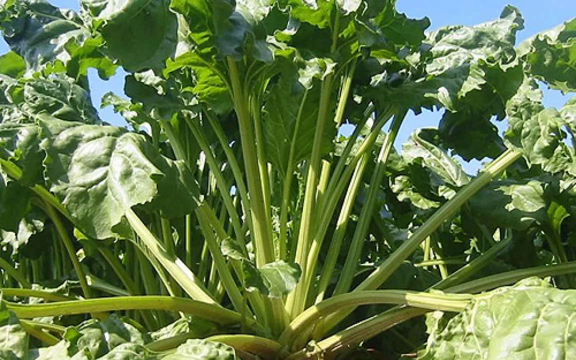 Süß, aber wetterfühlig: Zuckerrüben 2008 im Wechselbad