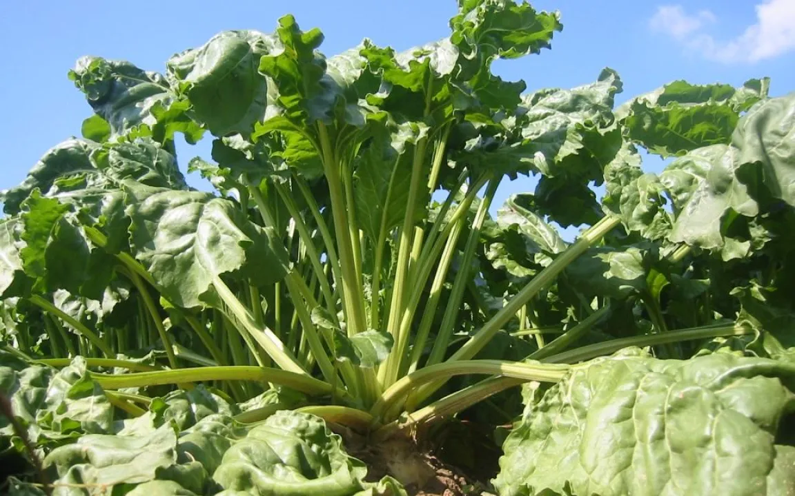 Süße Aussichten für Zuckerrüben