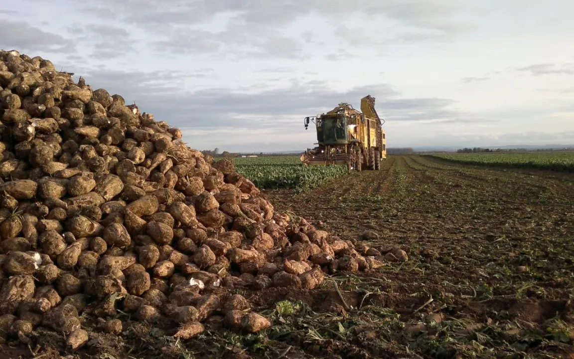 2014 – ein Traumjahr für die Zuckerrübe