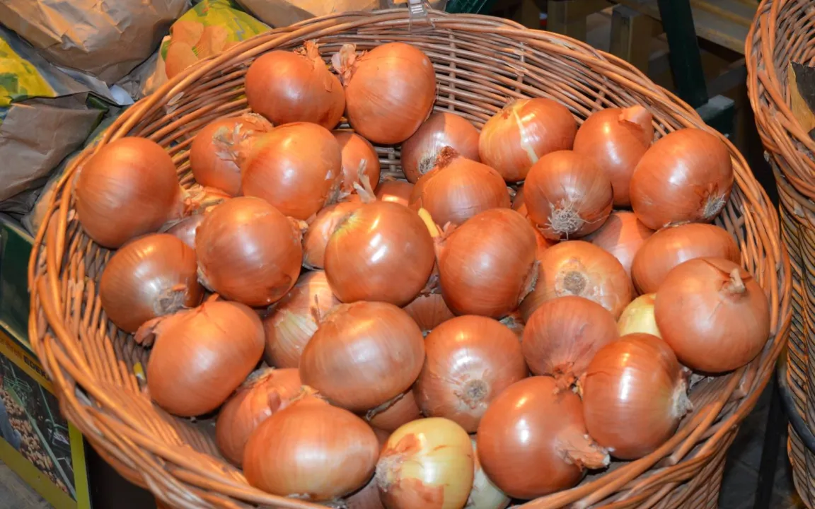 Speisezwiebeln: tränenreicher Siegeszug durch die Küchen