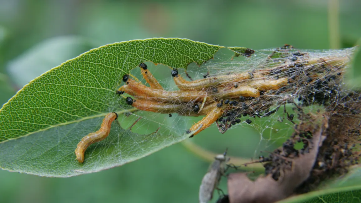Raupen der Birnengespinstblattwespen sind orange gefärbt und kaum gepunktet.